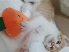 또 석고대죄하는 연성공지