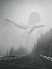 고래가 하늘을 난다면