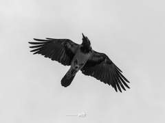 검은 저택의 전설