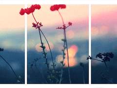 라셸 - 뱀파이어 AU