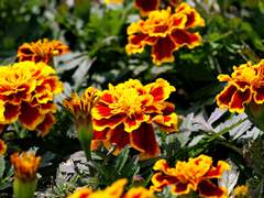 (닌자고) 그녀가 그토록 바라던 것