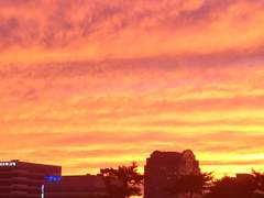 분홍(雰虹) - 보라_100