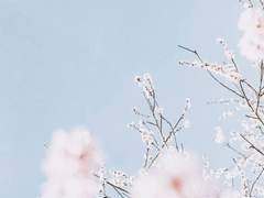 청향만리(淸香萬里) 下 (完)