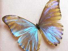 나비의 날갯짓_prologue