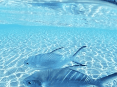 햇빛과 물고기.