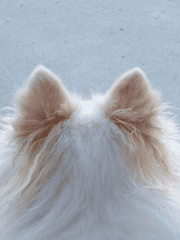 대학생 찬 X 유기수인 백