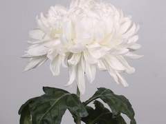 나의 영원한 벗, 셀로에게.