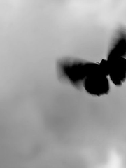 시간을 묶는 남자