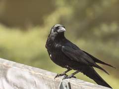 신에게 사랑받은 아이는