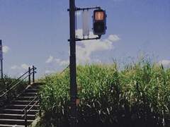 참으로 향수 진한 계절이다