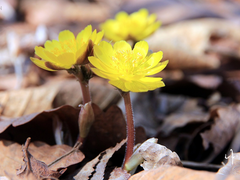 [주원동식] 나이테 06 上