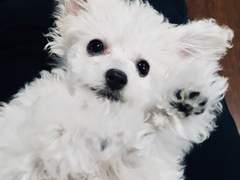 독점 마이 지하돌! ❷