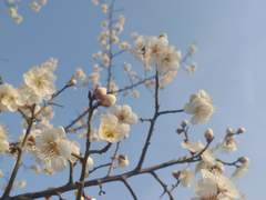 분홍(雰虹) - 보라_end