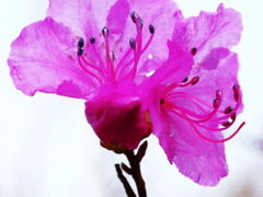 [구미호뎐 패러디] 평양냉면집 신사장 - 프롤로그