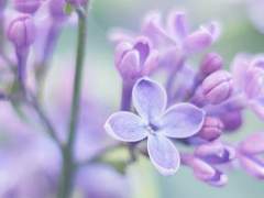 [현예] 라일락 꽃향기 맡으며