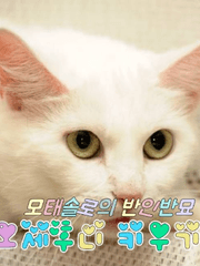 모태솔로의 반인반묘 오세후니 키우기 !