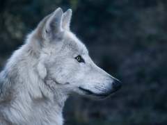 달밤을 조심하세요