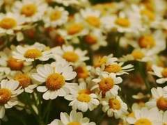 심다혜 자기소개서