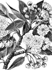 [ 라레볼x사찬 ] 두 여인