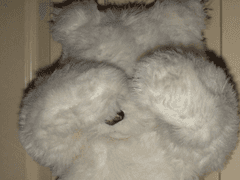 마이 샤이 보이