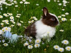 버드나무에 부는 바람