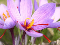 하나(はな)와 화(花)