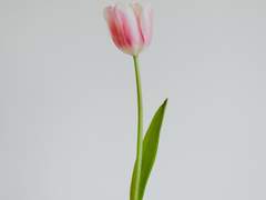 꽃이 말을 한다 #3