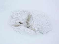 재규어족 혼혈 정국 × 여우족 후계자 지민