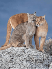 멤버십인 포타만