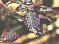 [희신강징] 요괴는 이용당했습니다