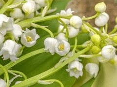 帰ってこない夏