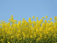 Adele Veronica XX 신성학과