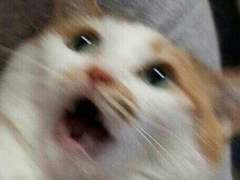 빠-알간 바이러스