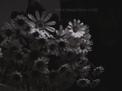 Gabriel R. Patrice _ 신성학과.