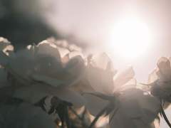 Hylus A. Flos / 12 / XY