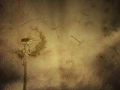 피어나 다시 시들기 전에