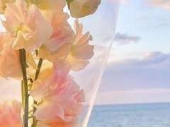 ✦ 연 정월 :: p r o f i l e.