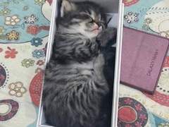 민뷔_사랑에 빠진 고양이