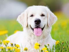 [히나른] 수인 히나타