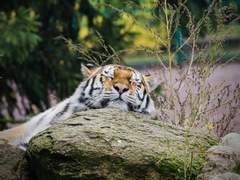 [고죠유지] I Love Ya! 0