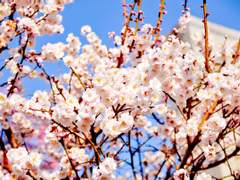 [은예]흐드러지게 핀 매화꽃 아래