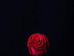 장미의 정원으로 오라