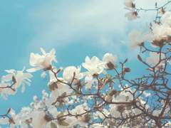 상아빛 사월의 달밤에