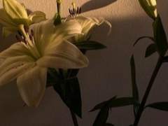 [Hoa G. dopply 양지꽃/초등학생]