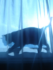 낭만(郎瞞)고양이