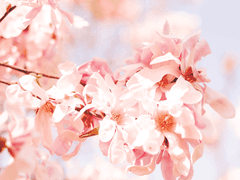 [당보청명] 2. 화산의 문도가 되었는데, 하산하고 싶습니다.