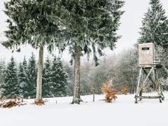 [도티페기] The Tree