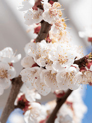 살구커 전력 120분