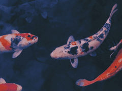 여파커 공개프로필