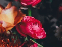 쇠퇴한 구시대의 피사체가 울렁인다.